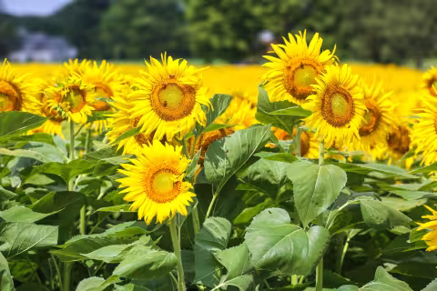 Sunflowers in Howard County.